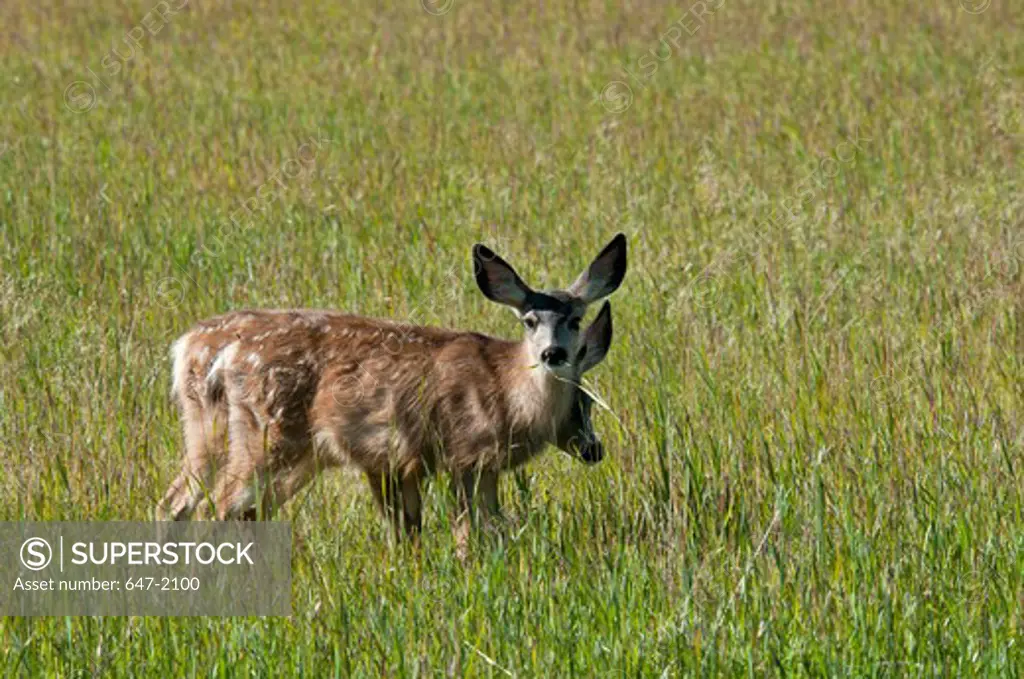 Canada, Yukon, Yukon Wildlife Preserve, Mule deer (Odocoileus hemionus) pair standing in meadow