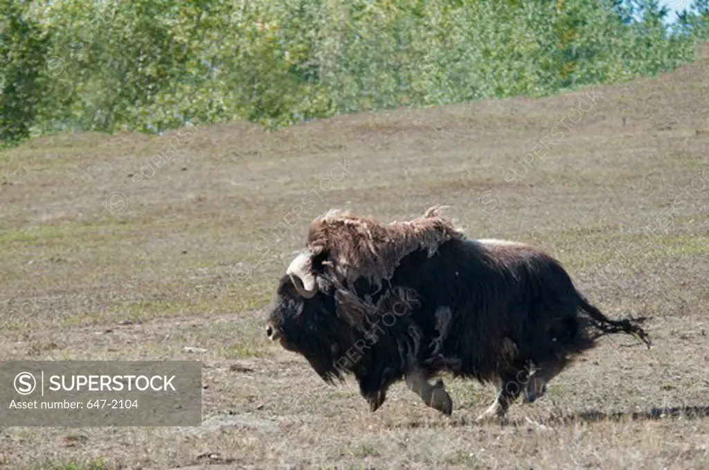 Canada, Yukon, Yukon Wildlife Preserve, Running Bison