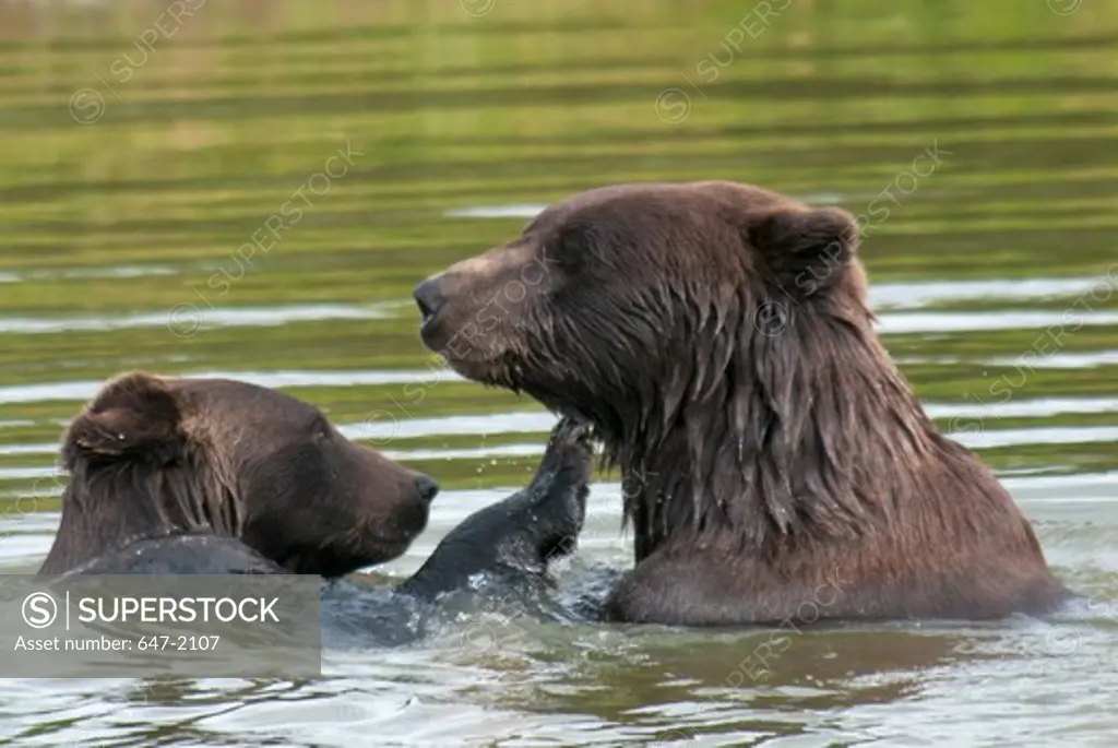 USA, Alaska, Alaska Wildlife Conservation Center, Brown Bear (Ursus arctos) pair bathing