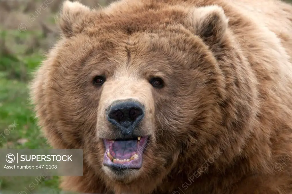 Portrait of Grizzly Bear (Ursus arctos horribilis)