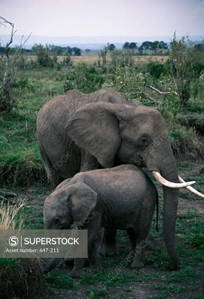 African elephant (Loxodonta africana) with its calf