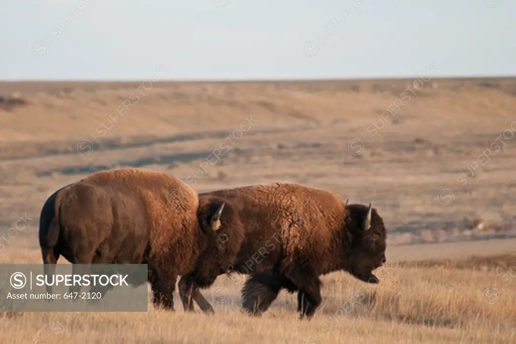 Plains bison (Bison bison bison) grazing in a field, Grasslands National Park, Saskatchewan, Canada