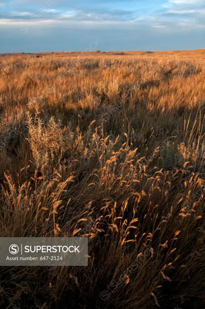 Tall grass in a field, Grasslands National Park, Saskatchewan, Canada