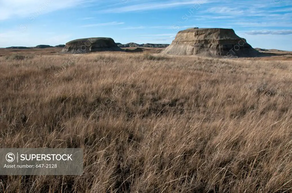 Tall grass in a field, Grasslands National Park, Saskatchewan, Canada