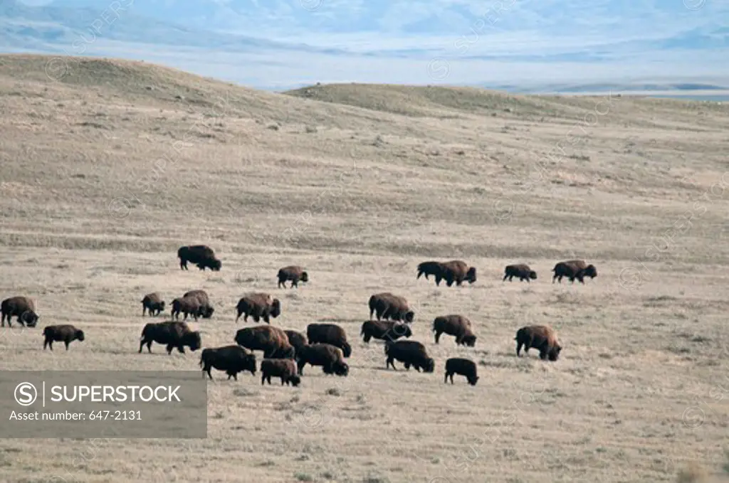 Plains bison (Bison bison bison) grazing in a field, Grasslands National Park, Saskatchewan, Canada