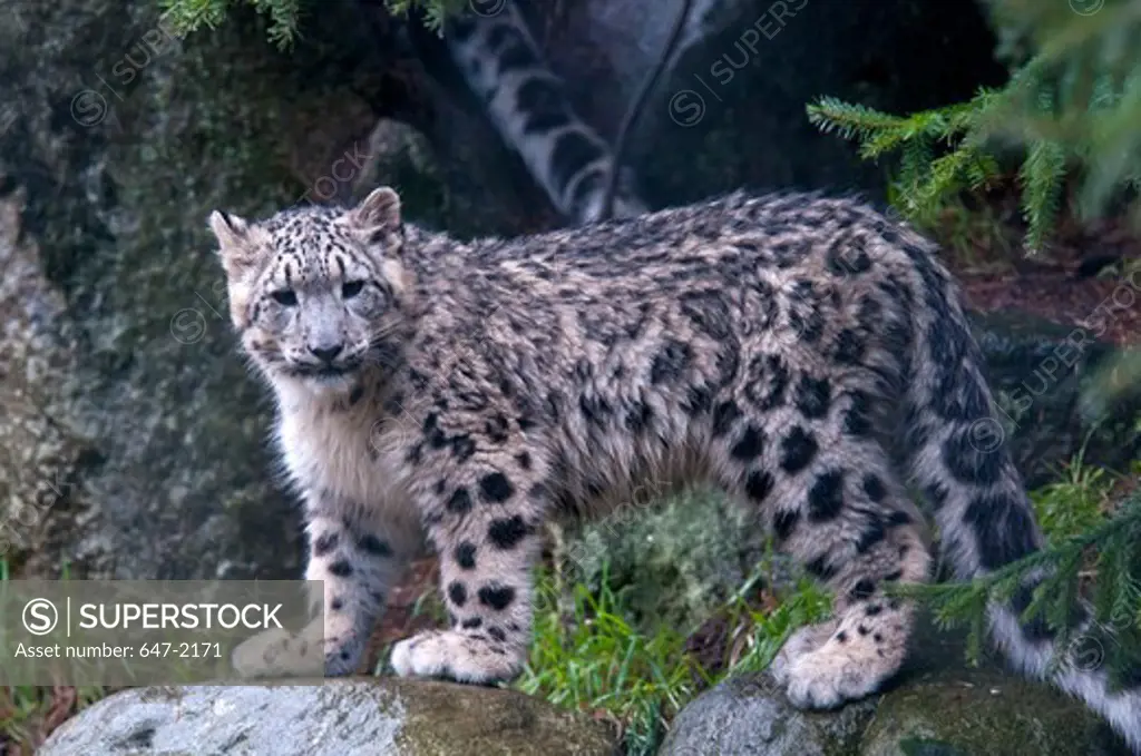 Snow leopard (Uncia uncia) standing on rocks