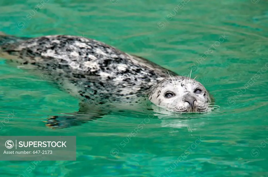 Harbor seal (Phoca vitulina) swimming in the sea