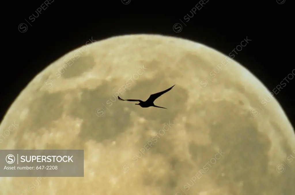 Mexico, Baja California Sur, Moon and Magnificent Frigatebird (fregata magnificens)