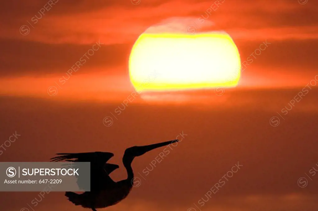 Mexico, Baja California Sur, Brown Pelican (pelecanus occidentalis) at sunset