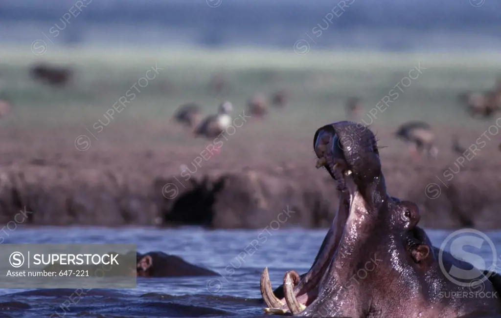 Hippopotamus (Hippopotamus amphibius) yawning in a lake