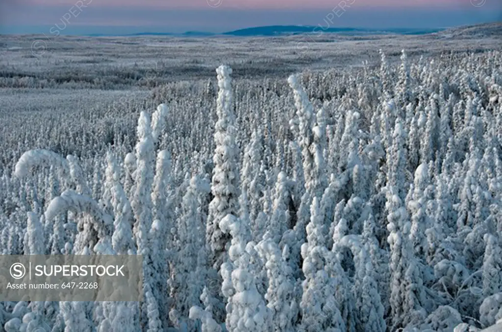 Canada, Yukon, hoarfrost on trees