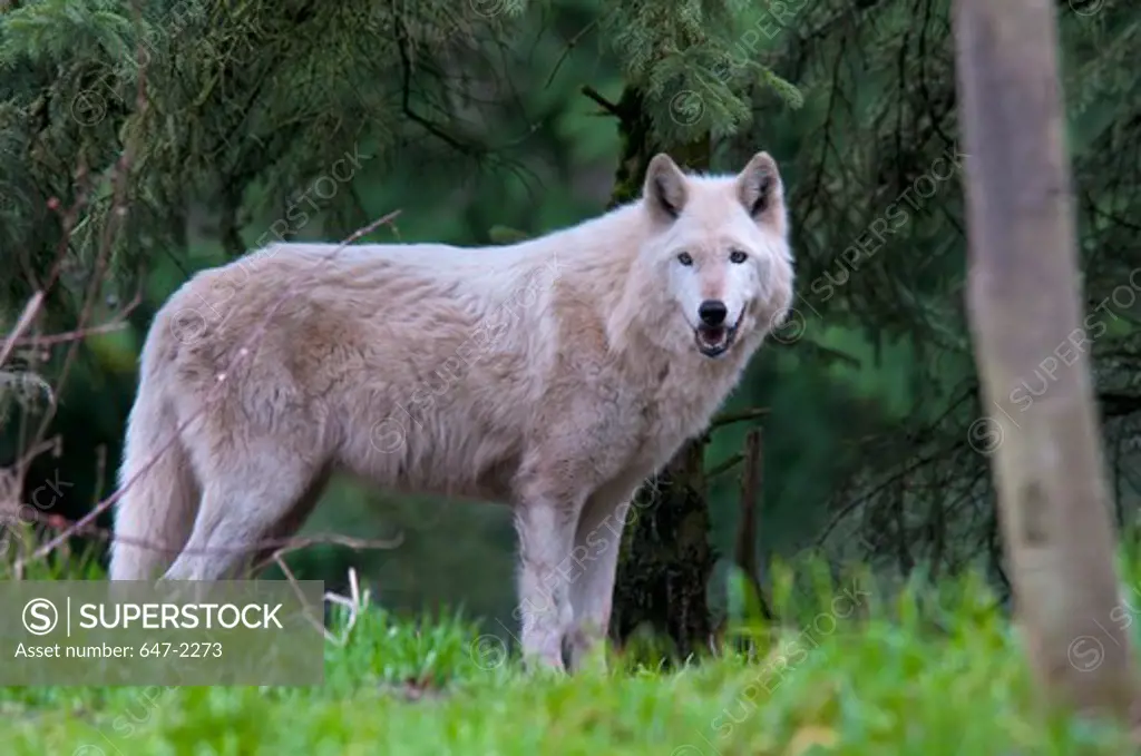 Grey Wolf (canis lupus) - white phase