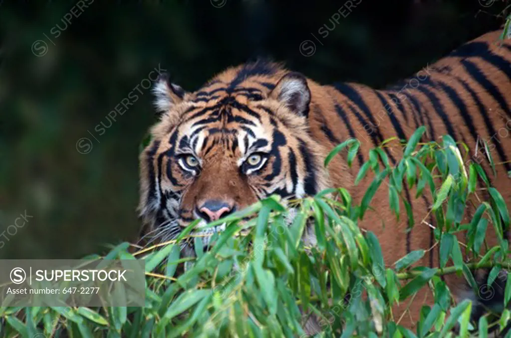 Portrait of Sumatran tiger (panthera tigris sumatrae)