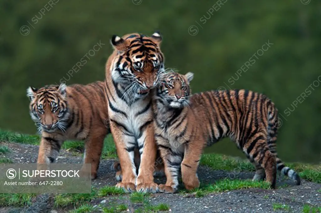 Mother with cubs of Sumatran tiger (panthera tigris sumatrae)