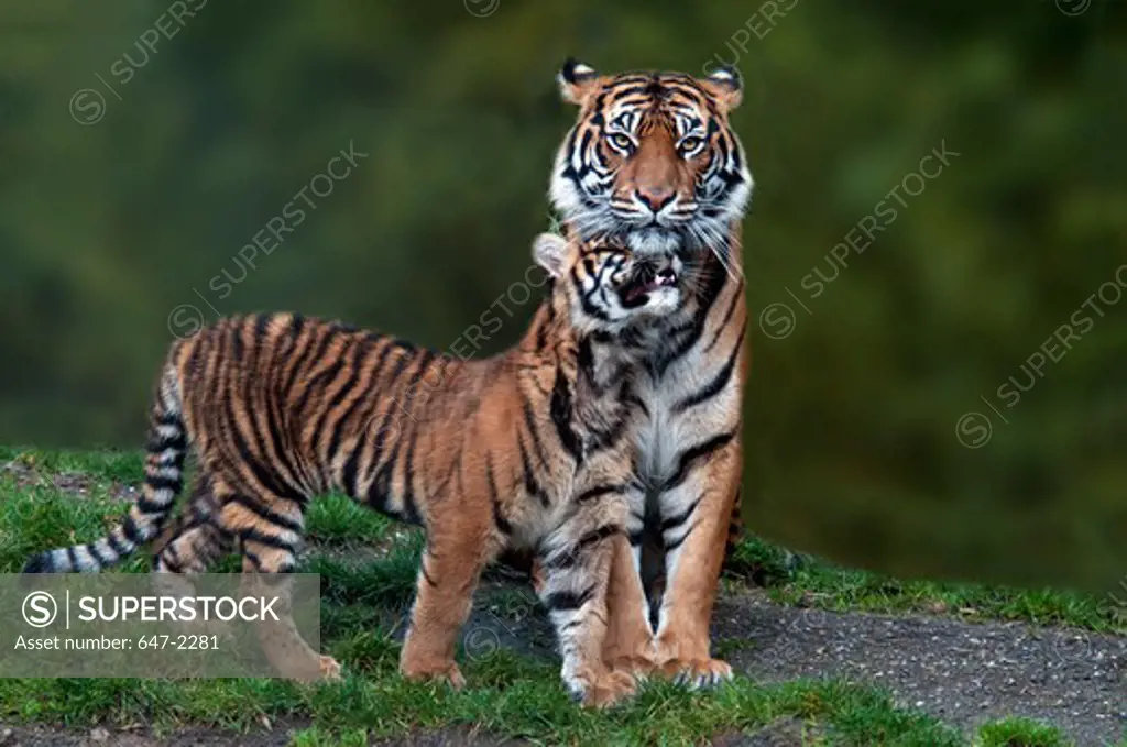 Mother with cub of Sumatran tiger (panthera tigris sumatrae)