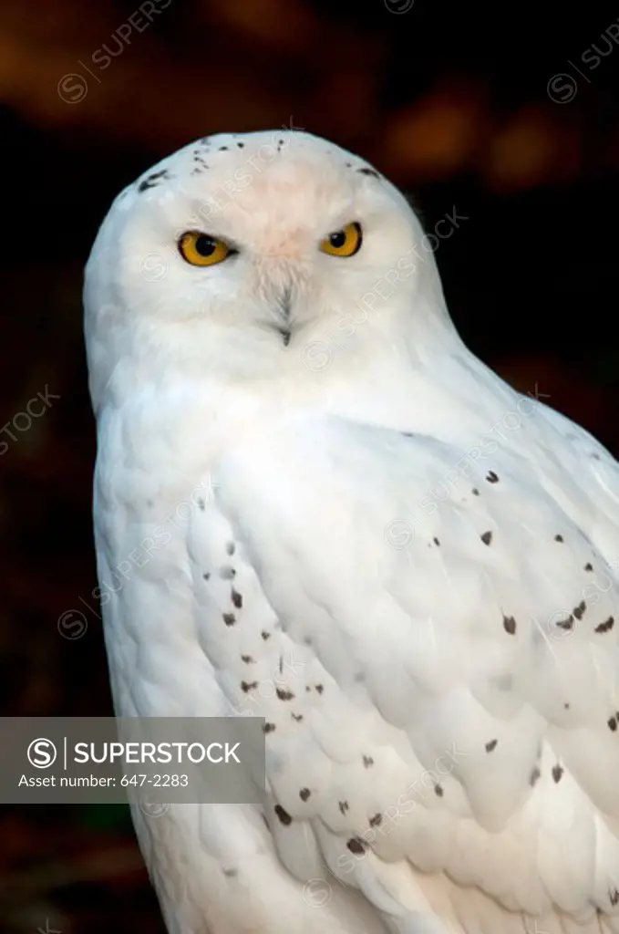 Snowy owl (nyctea scandiaca), close-up