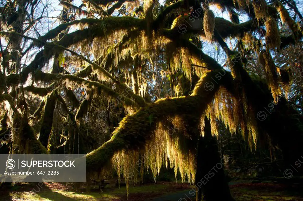 USA, Washington State, Olympic National Park, Hoh Rainforest, Scenic view
