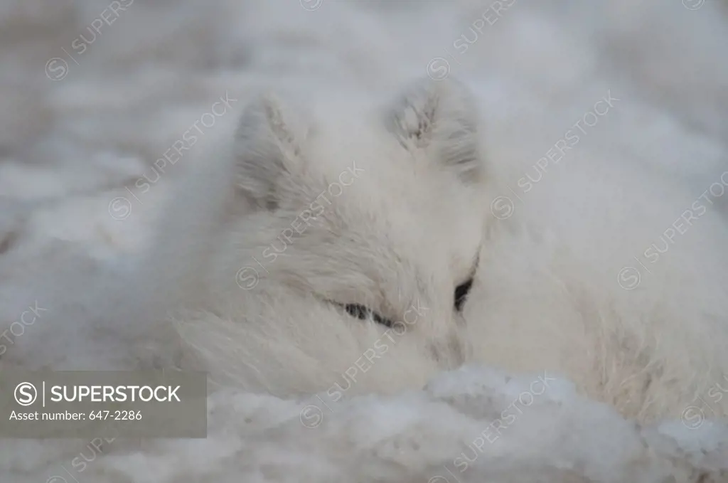 Canada, Yukon Wildlife Preserve, Arctic fox (alopex lagopus) in snow