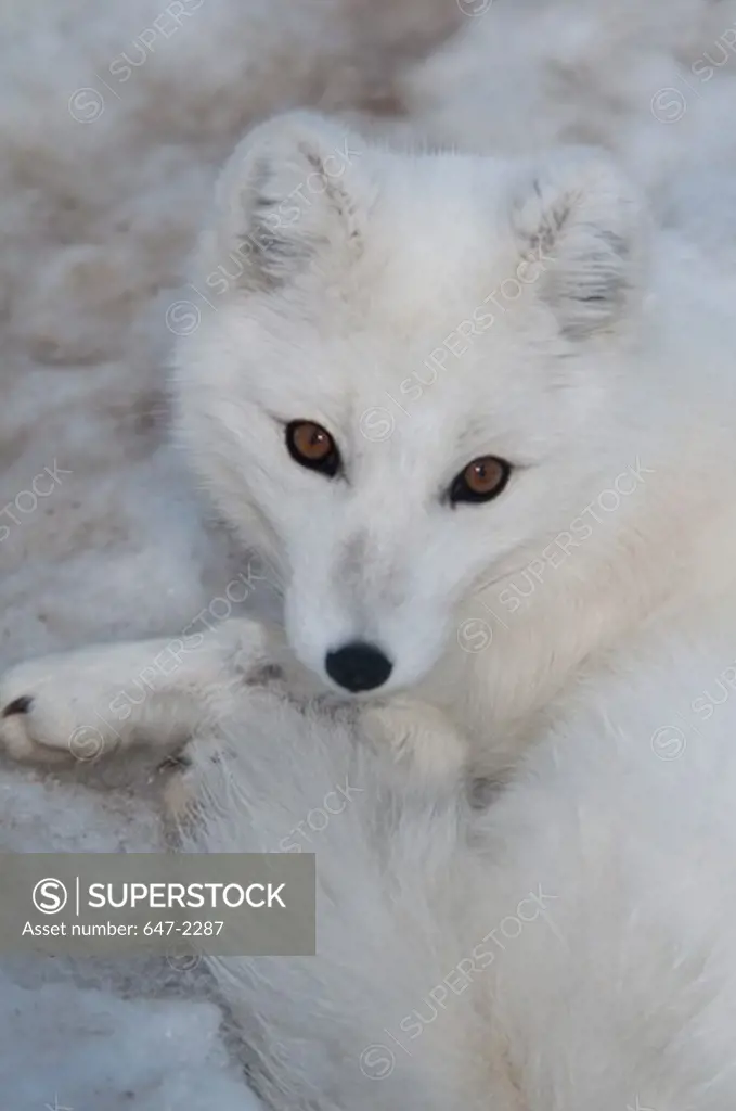 Canada, Yukon Wildlife Preserve, Portrait of Arctic fox (alopex lagopus)