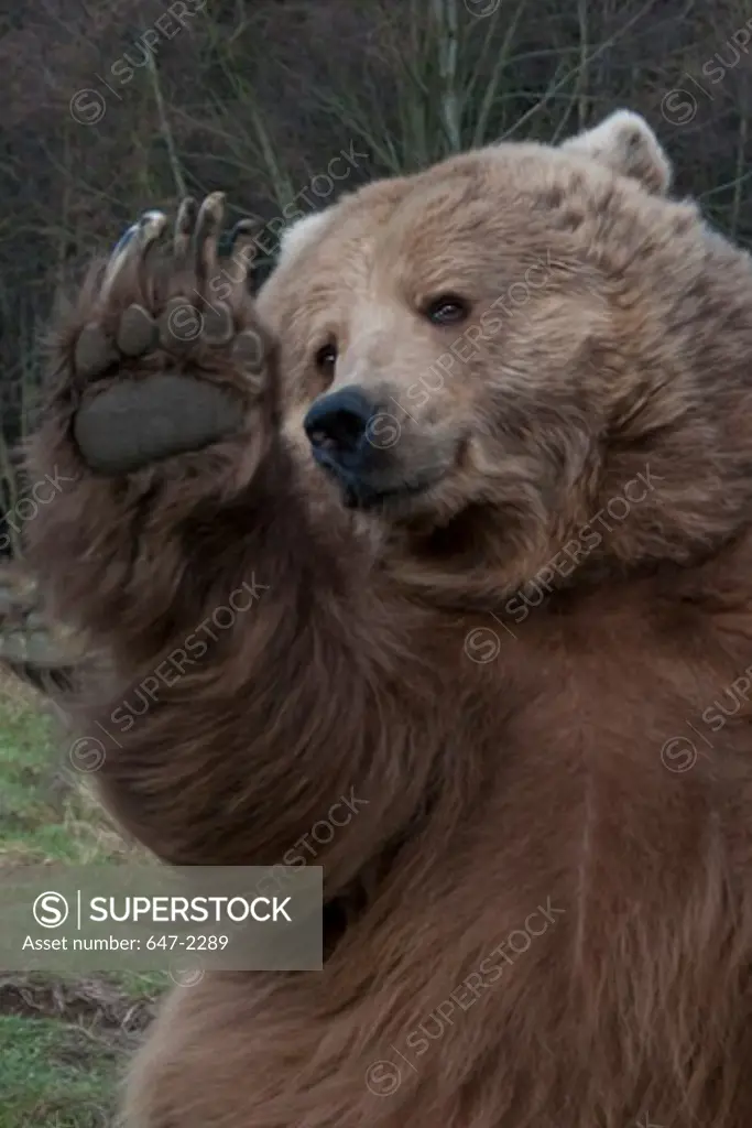 Grizzly bear (ursus arctos) rearing up