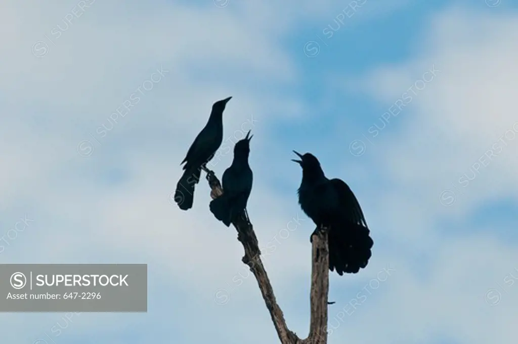 USA, Florida, Boat-tail grackle (quisealus major)