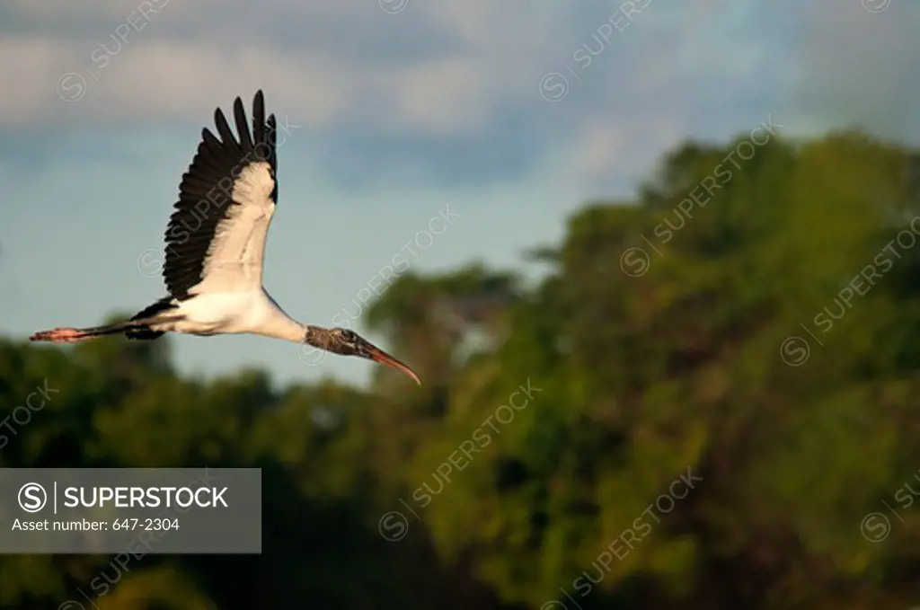 Wood stork (mycteria americana)