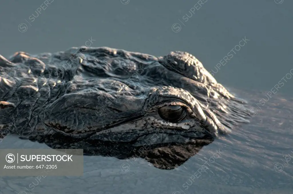 USA, Florida, Wakodahatchee Wetlands, Alligator (alligator mississippiensis)
