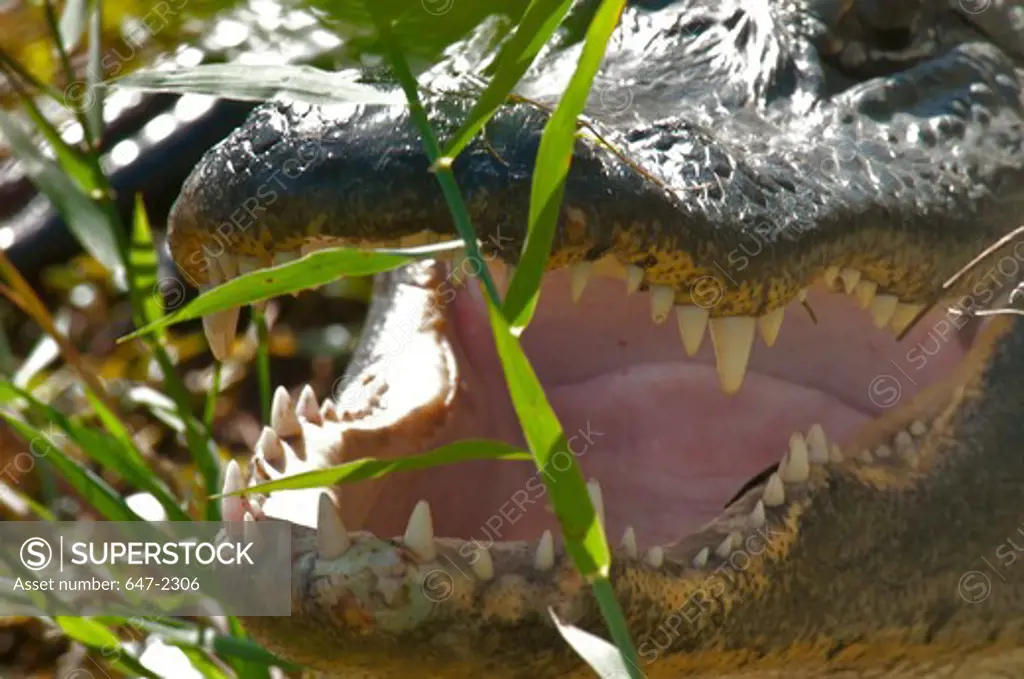 USA, Florida, Everglades National Park, Alligator (alligator mississippiensis)