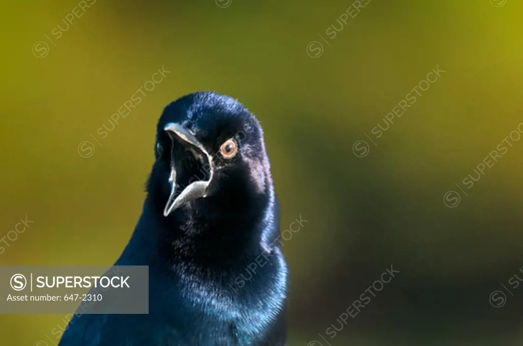 USA, Florida, Boat-tail grackle (quisealus major)