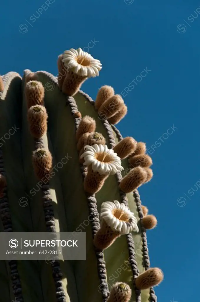 Mexico, Baja California, Flowering Cardon Cactus