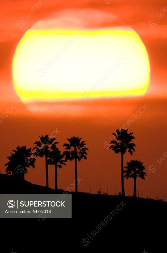 Mexico, Baja California, Almejas Bay, Sunset behind palms
