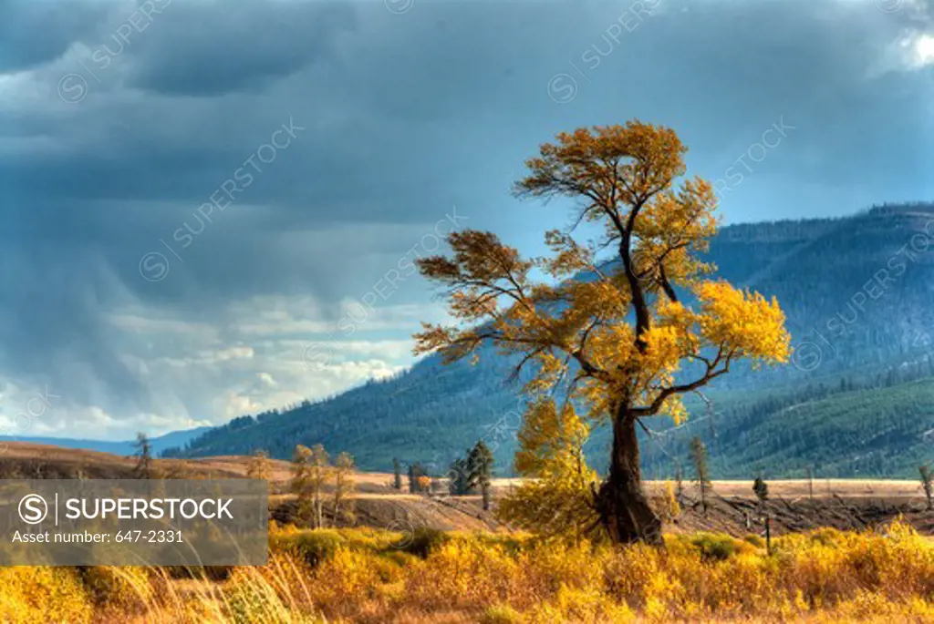 USA, Wyoming, Yellowstone National Park, Lamar Valley