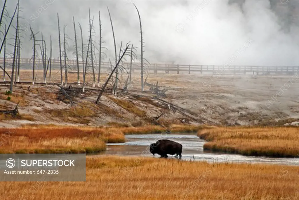 USA, Wyoming, Yellowstone National Park, Bison in River