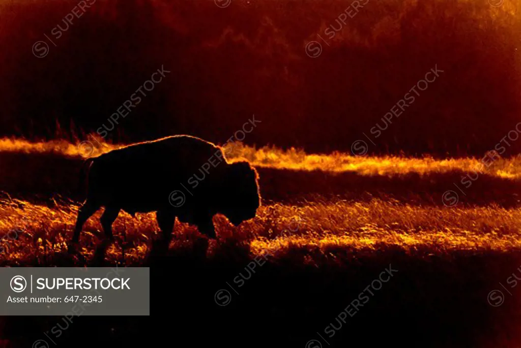 USA, South Dakota, Badlands National Park, Sage Creek Wilderness, Bison at Sunset