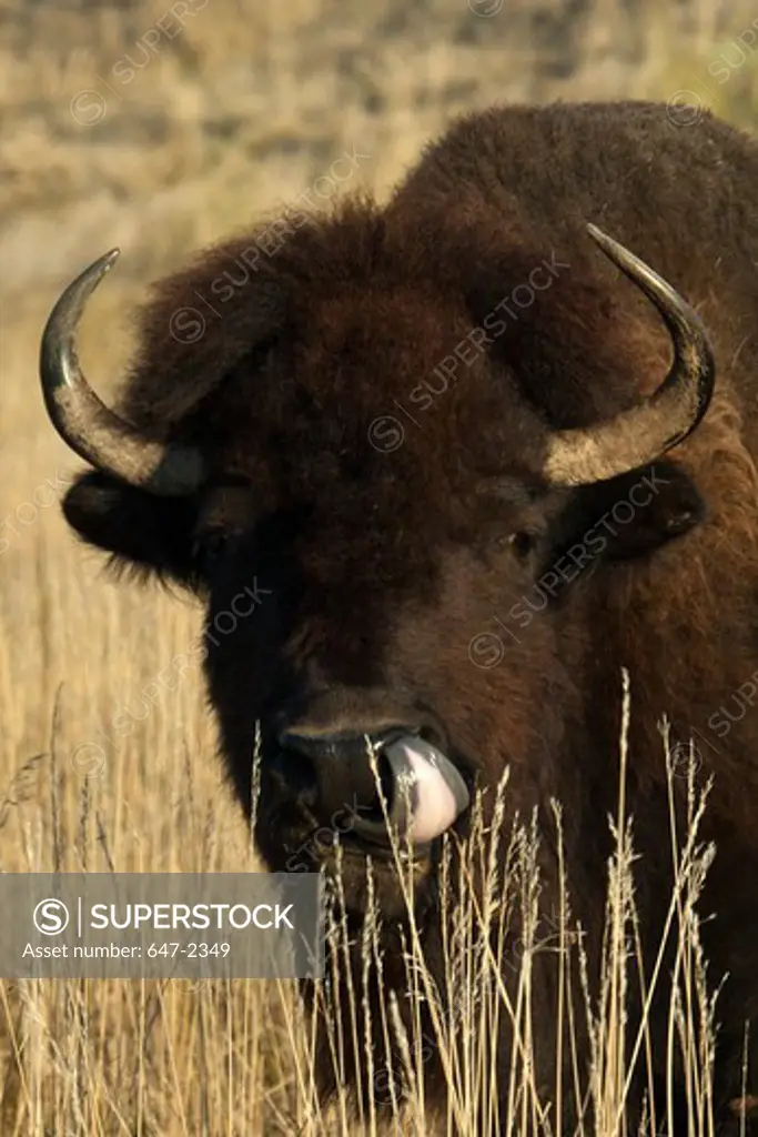 USA, South Dakota, Badlands National Park, Sage Creek Wilderness, Bison in Grass