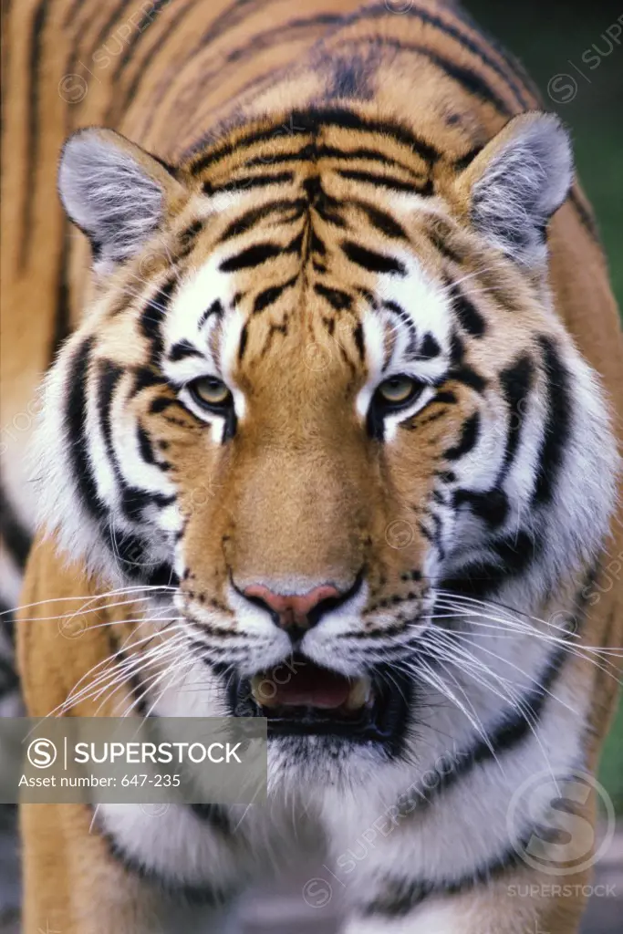Close-up of a Tiger