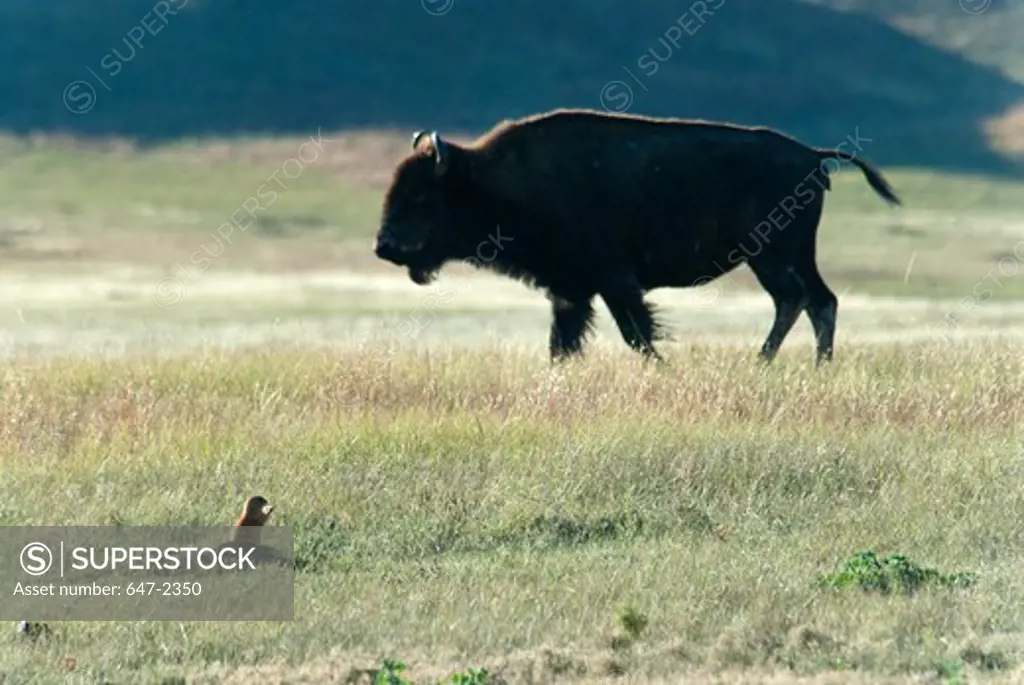 USA, South Dakota, Wind Cave National Park, Bison and Prairie Dog