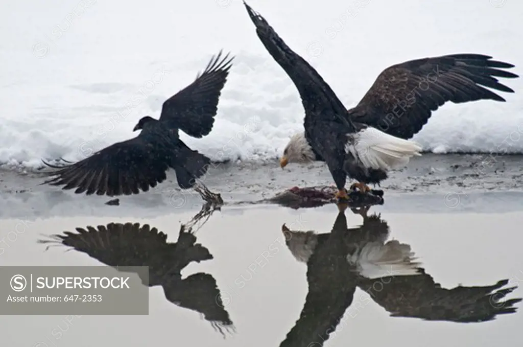 USA, Alaska, Haines, November, Chilkat Bald Eagle Preserve, Raven and Bald Eagle