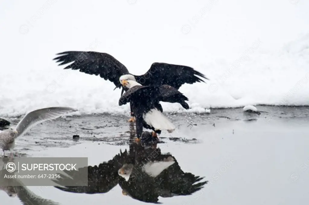USA, Alaska, Haines, November, Chilkat Bald Eagle Preserve, Bald Eagles at Lake Shore