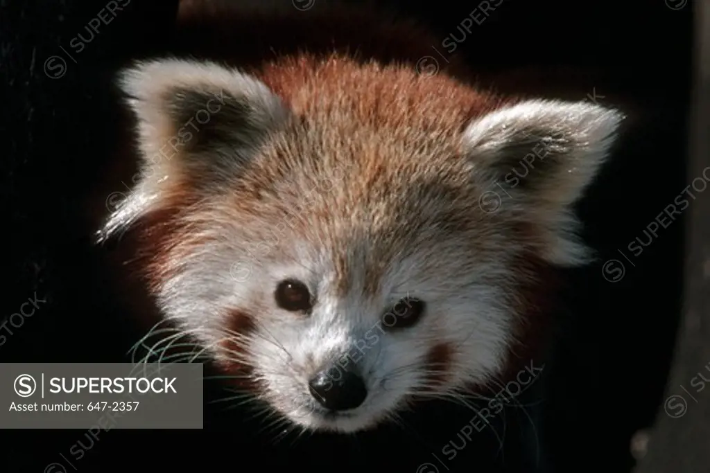 Red Panda (Ailurus Fulgens)