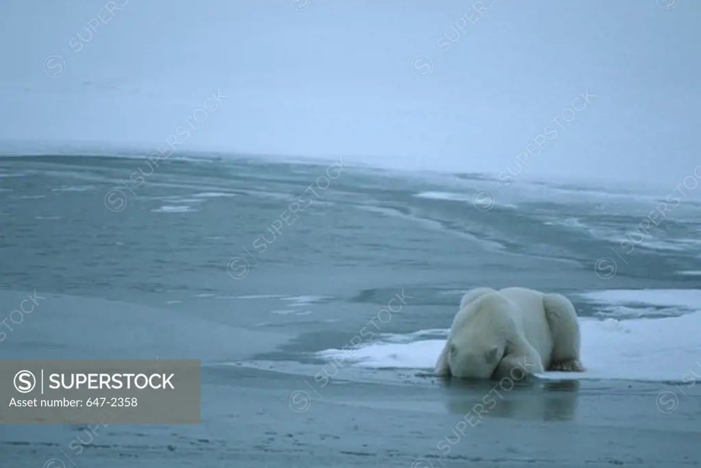 Canada, Manitoba, Churchill, Polar Bear