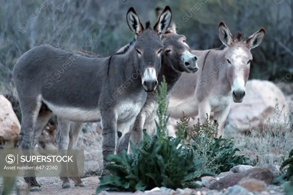 USA, Arizona, Grand Canyon National Park, Donkeys