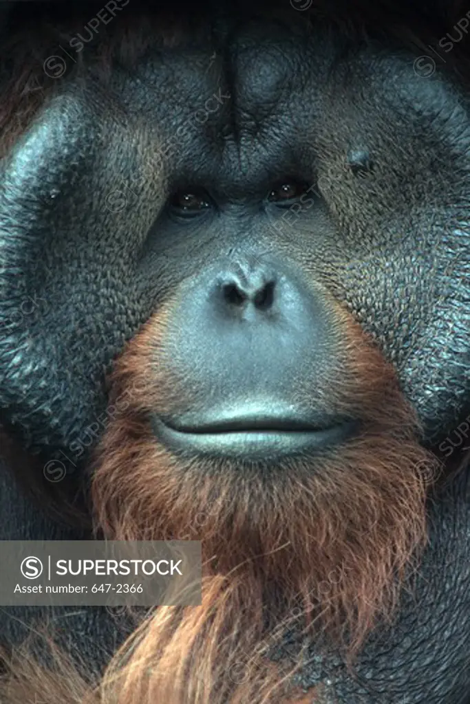 Orangutan looking at camera, close-up