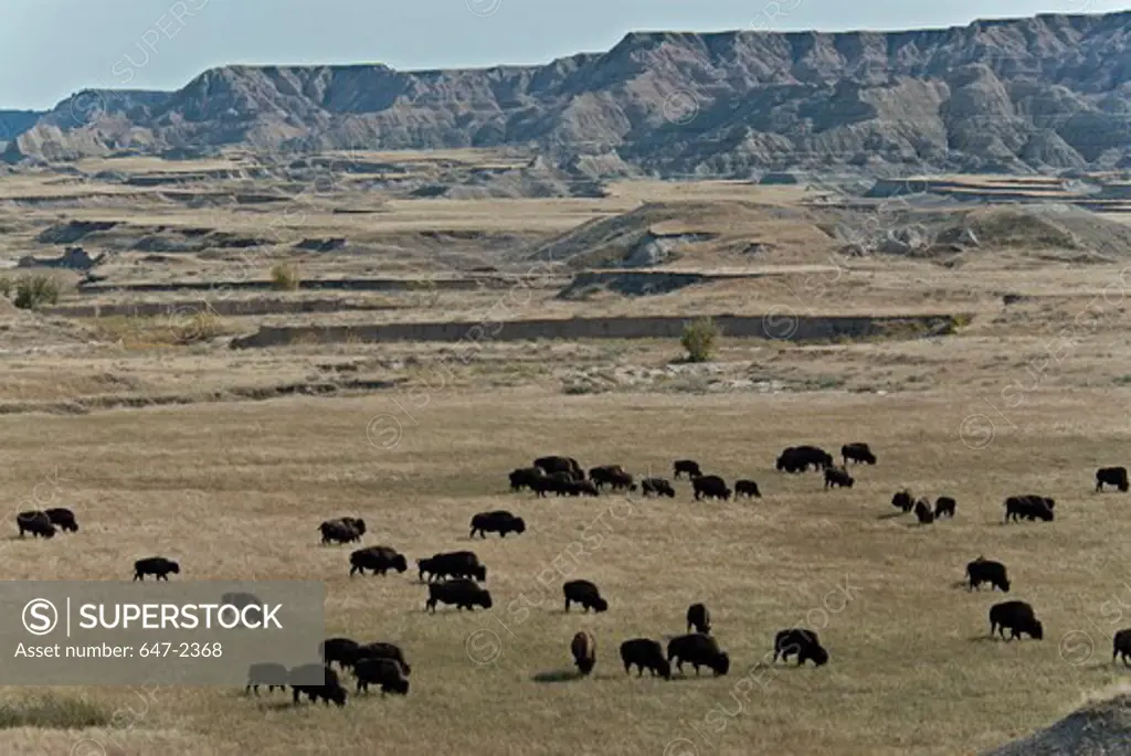 USA, South Dakota, Badlands National Park, Sage Creek Wilderness, Herd of Bisons in Landscape