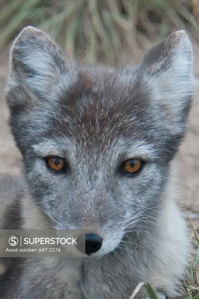 Canada, Yukon Wildlife Preserve, Arctic Fox (Alopex Lagopus) in Summer Phase