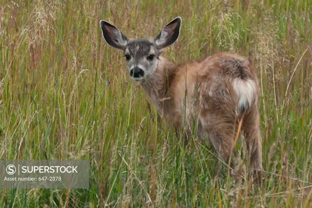 Canada, Yukon, Mule Deer (Odocoileus Americanus) Fawn