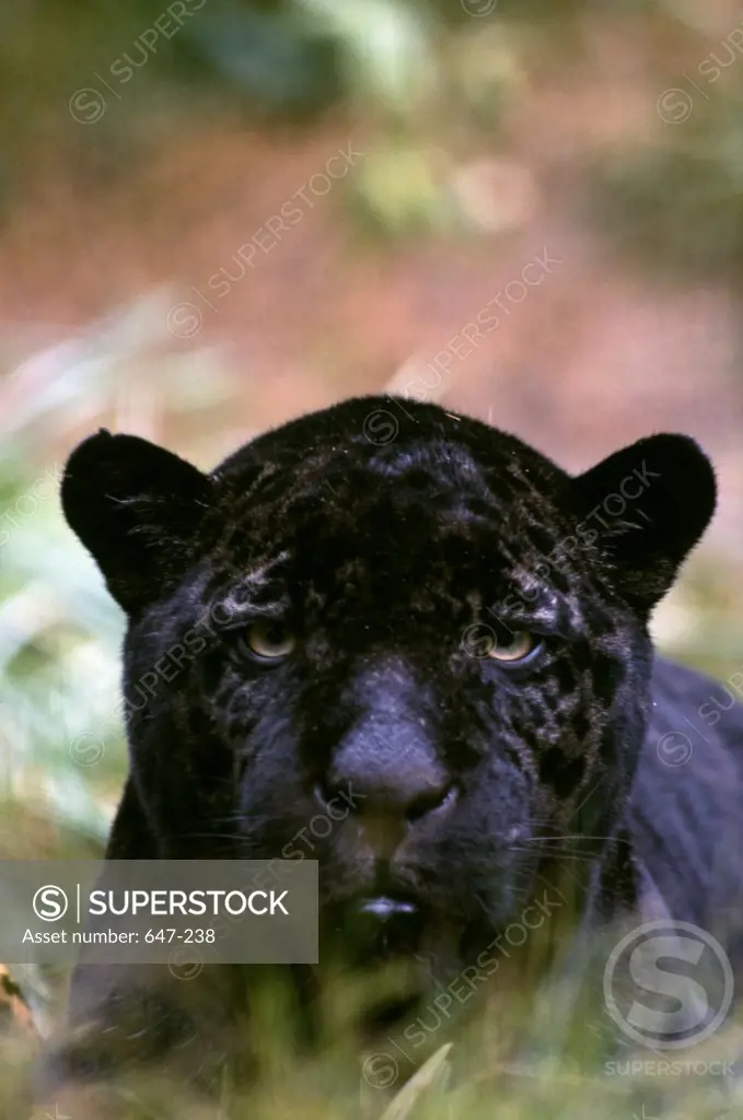 Close-up of black panther