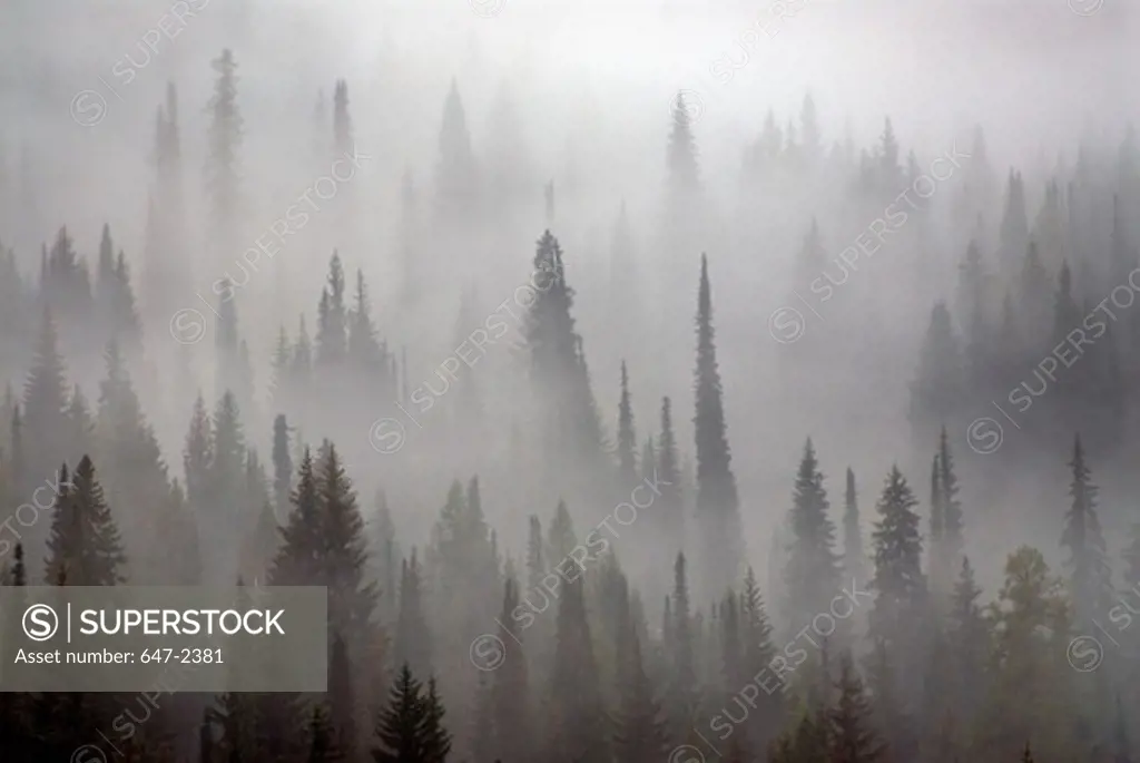 USA, Washington State, Spruce Forest in Fog