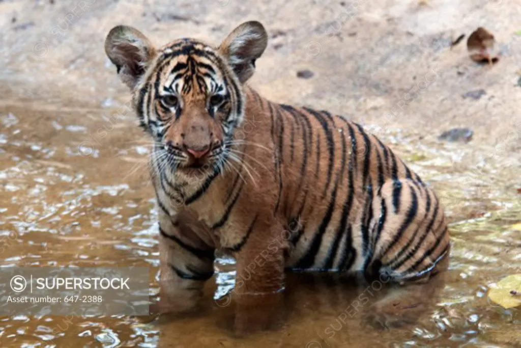 Malayan Tiger (Panthera Tigris Jacksoni) Cub in Water