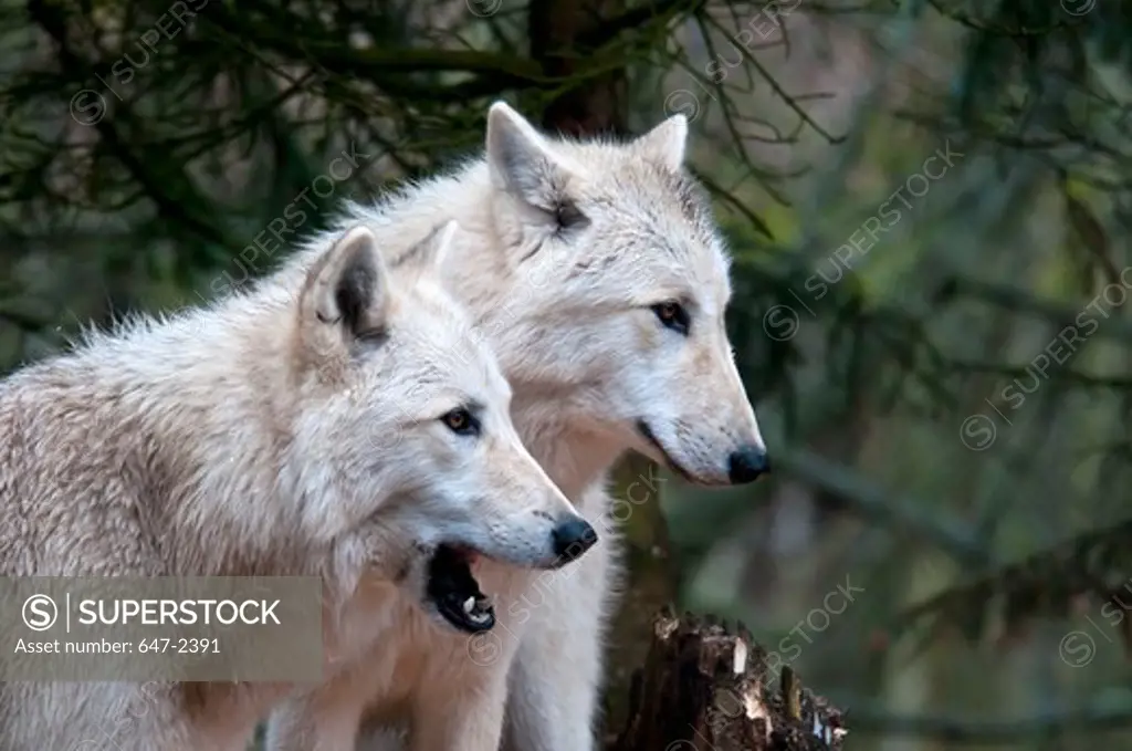 white wolf-canis lupus